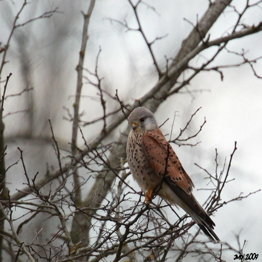 Common Kestrel male