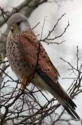 Common Kestrel