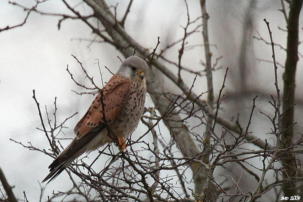 Common Kestrel