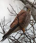 Common Kestrel