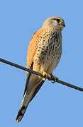 Common Kestrel