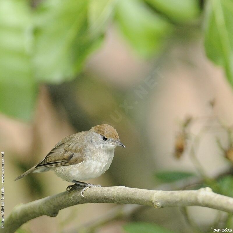 Eurasian Blackcap female adult