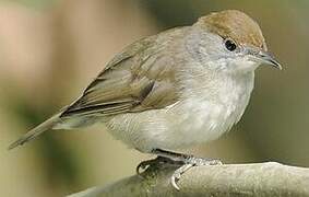 Eurasian Blackcap