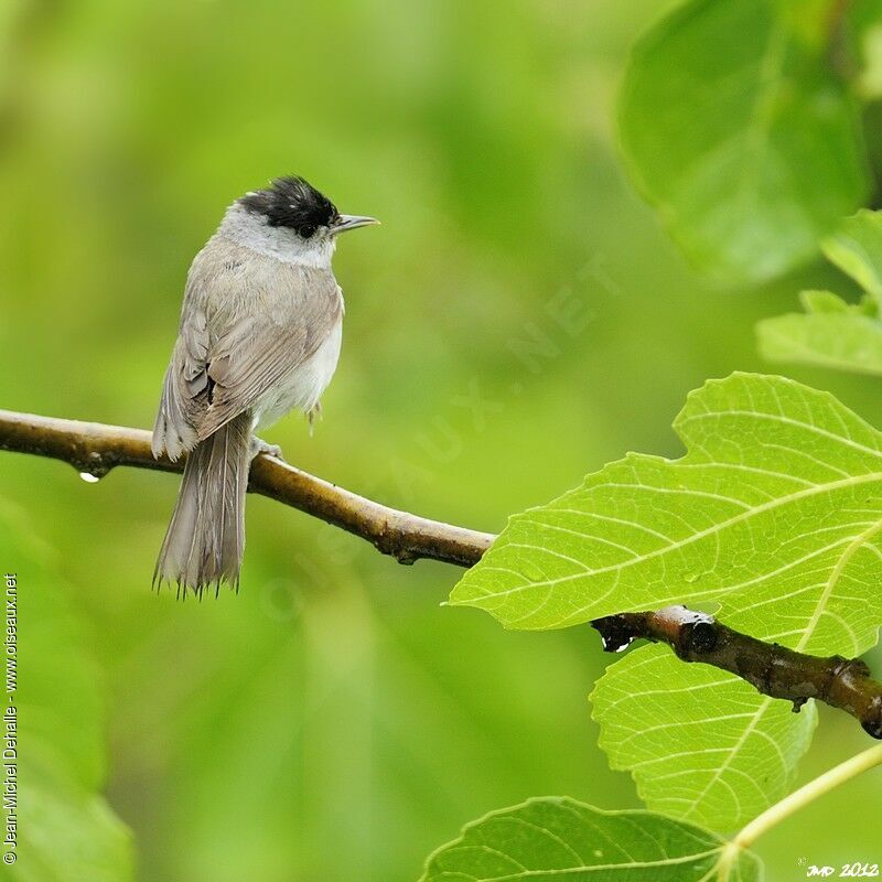 Eurasian Blackcap