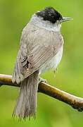 Eurasian Blackcap