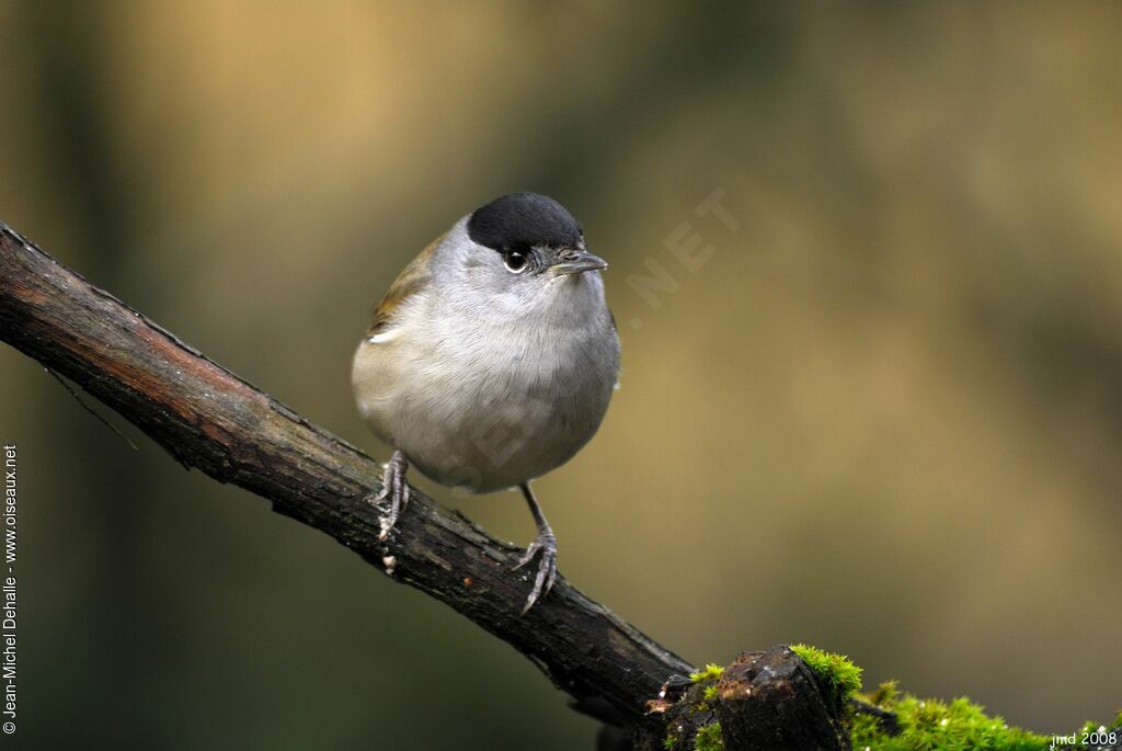 Eurasian Blackcap male adult