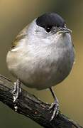 Eurasian Blackcap