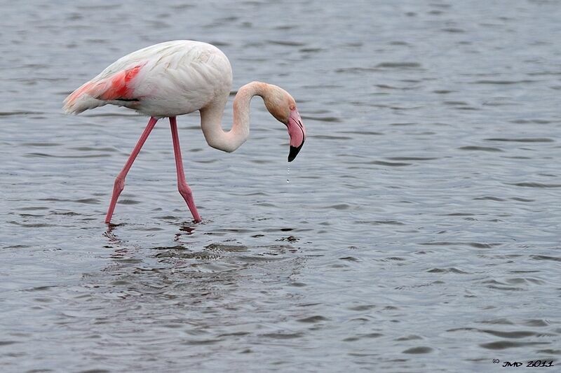 Greater Flamingo