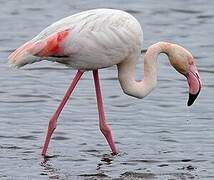 Flamant rose