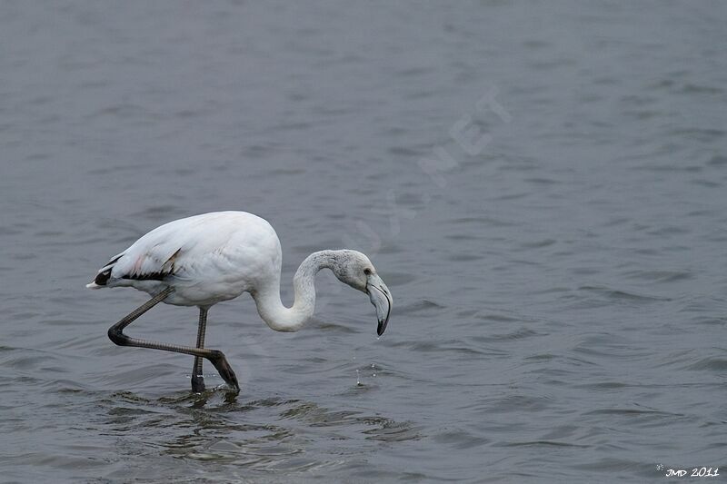 Greater Flamingojuvenile
