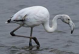 Greater Flamingo