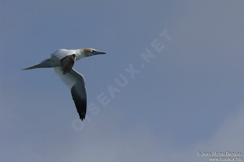 Northern Gannet, Flight