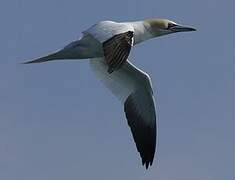 Northern Gannet