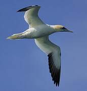 Northern Gannet