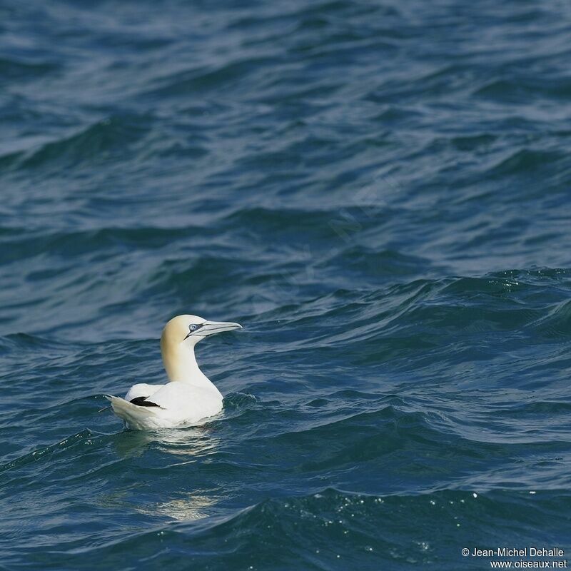 Northern Gannet