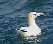 Northern Gannet