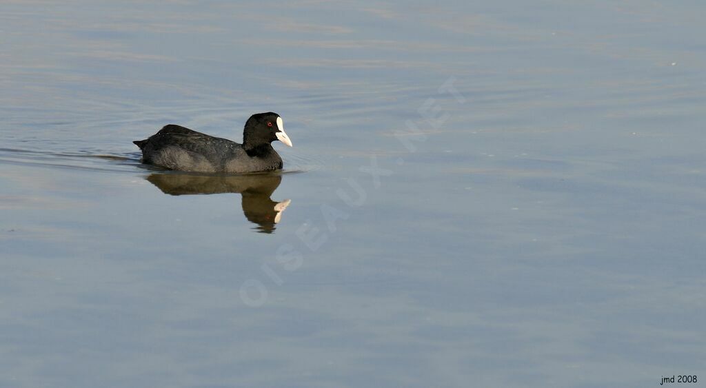 Eurasian Cootadult