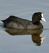 Eurasian Coot