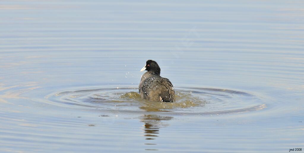 Eurasian Cootadult