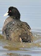 Eurasian Coot