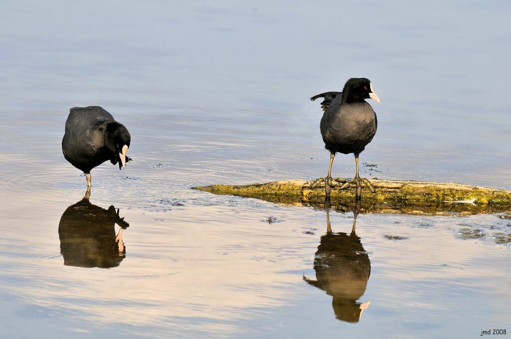 Eurasian Cootadult