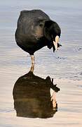 Eurasian Coot