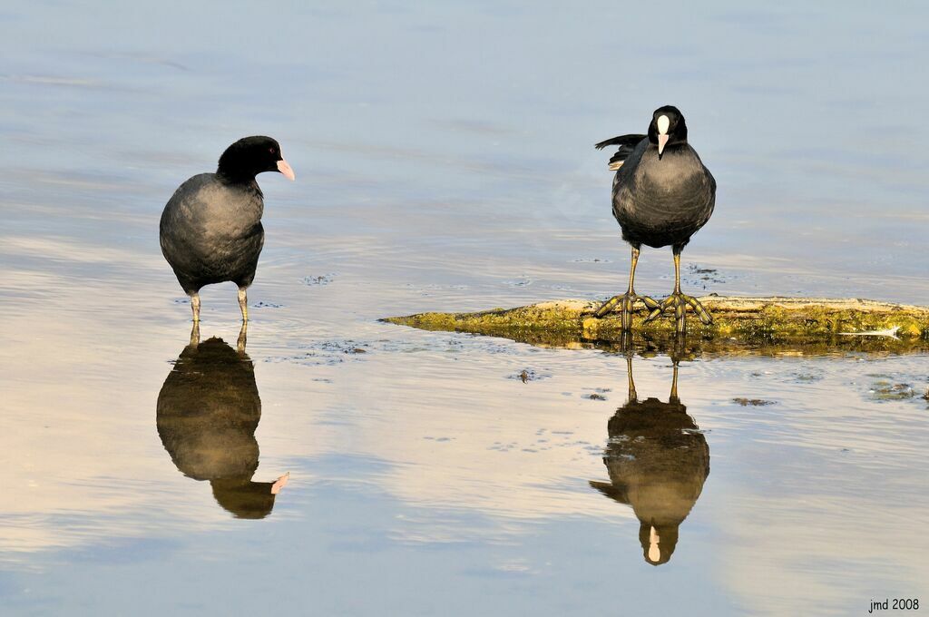 Eurasian Cootadult