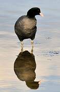 Eurasian Coot