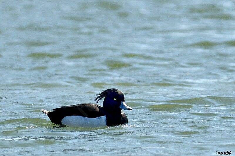 Tufted Duck male