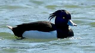 Tufted Duck