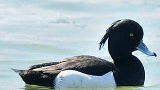 Tufted Duck