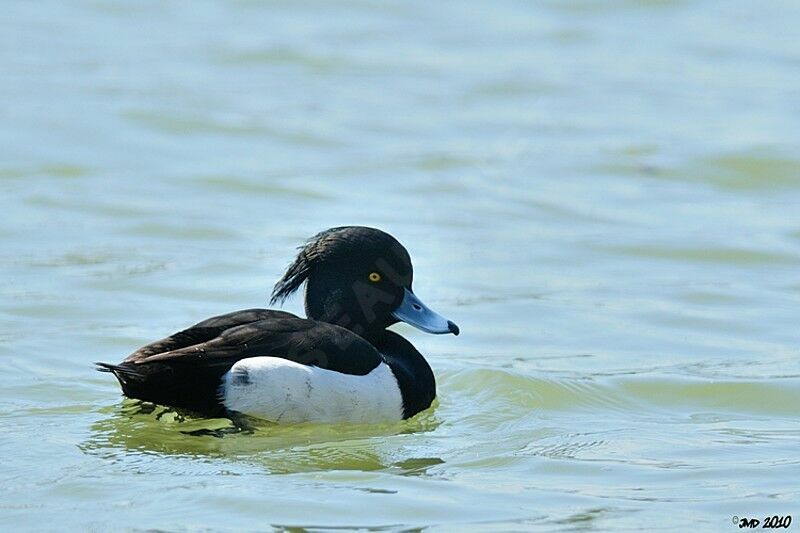 Tufted Duck male