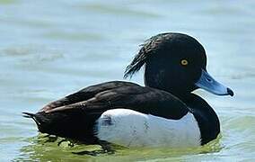 Tufted Duck