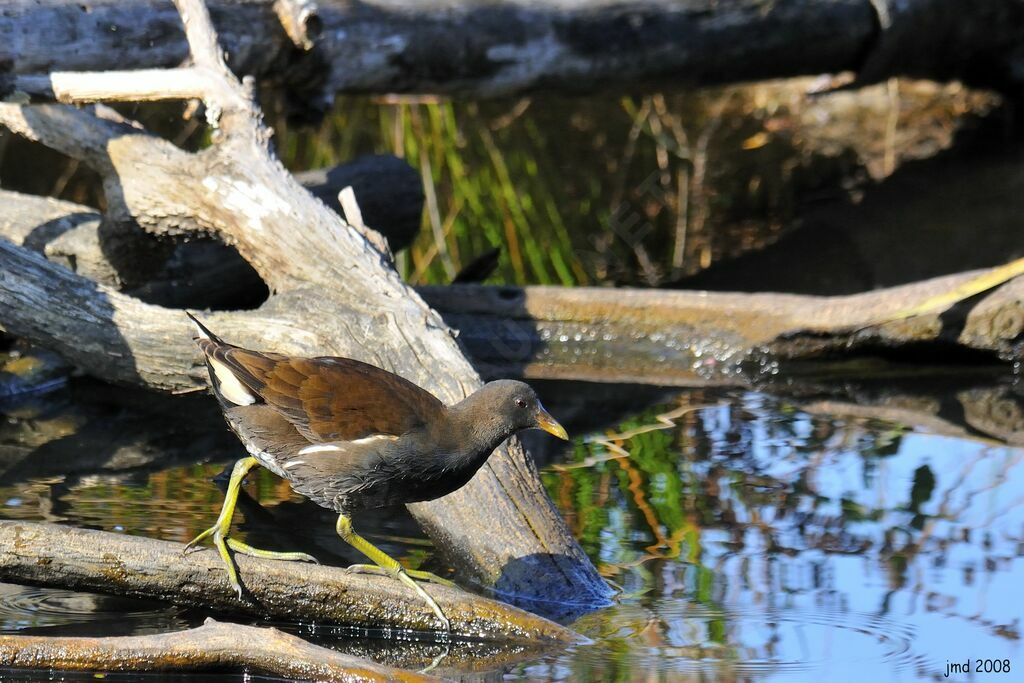 Gallinule poule-d'eaujuvénile