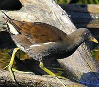 Gallinule poule-d'eau