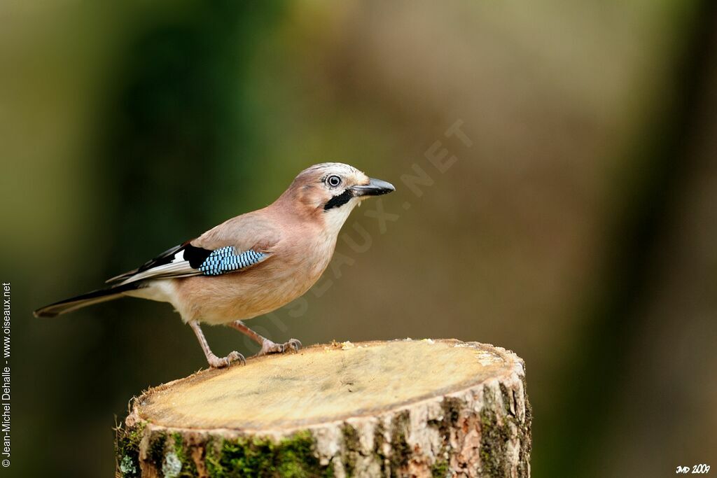 Eurasian Jay