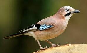 Eurasian Jay