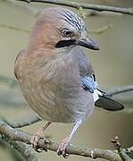 Eurasian Jay