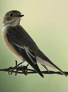 European Pied Flycatcher