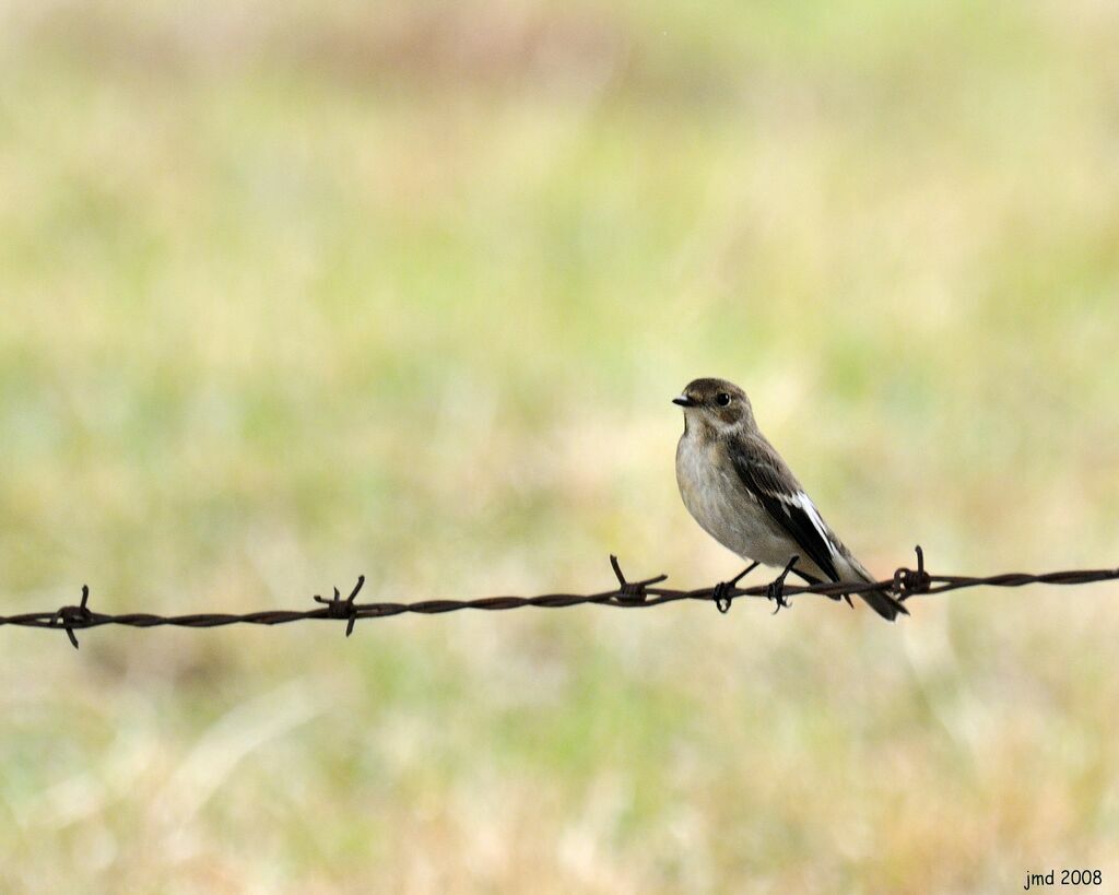 European Pied Flycatcheradult