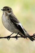 European Pied Flycatcher