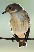 European Pied Flycatcher