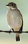 European Pied Flycatcher