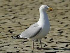 European Herring Gull