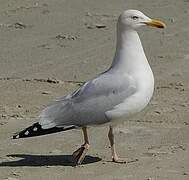 European Herring Gull