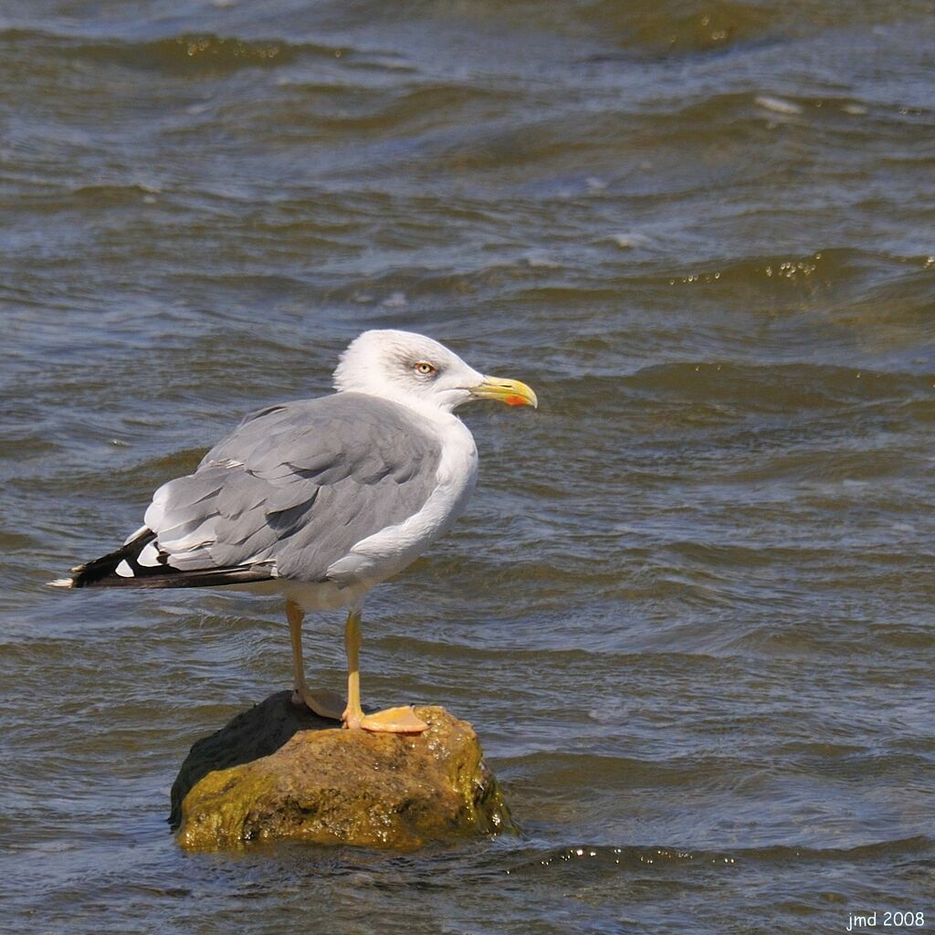 Yellow-legged Gulladult