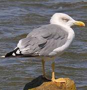 Yellow-legged Gull