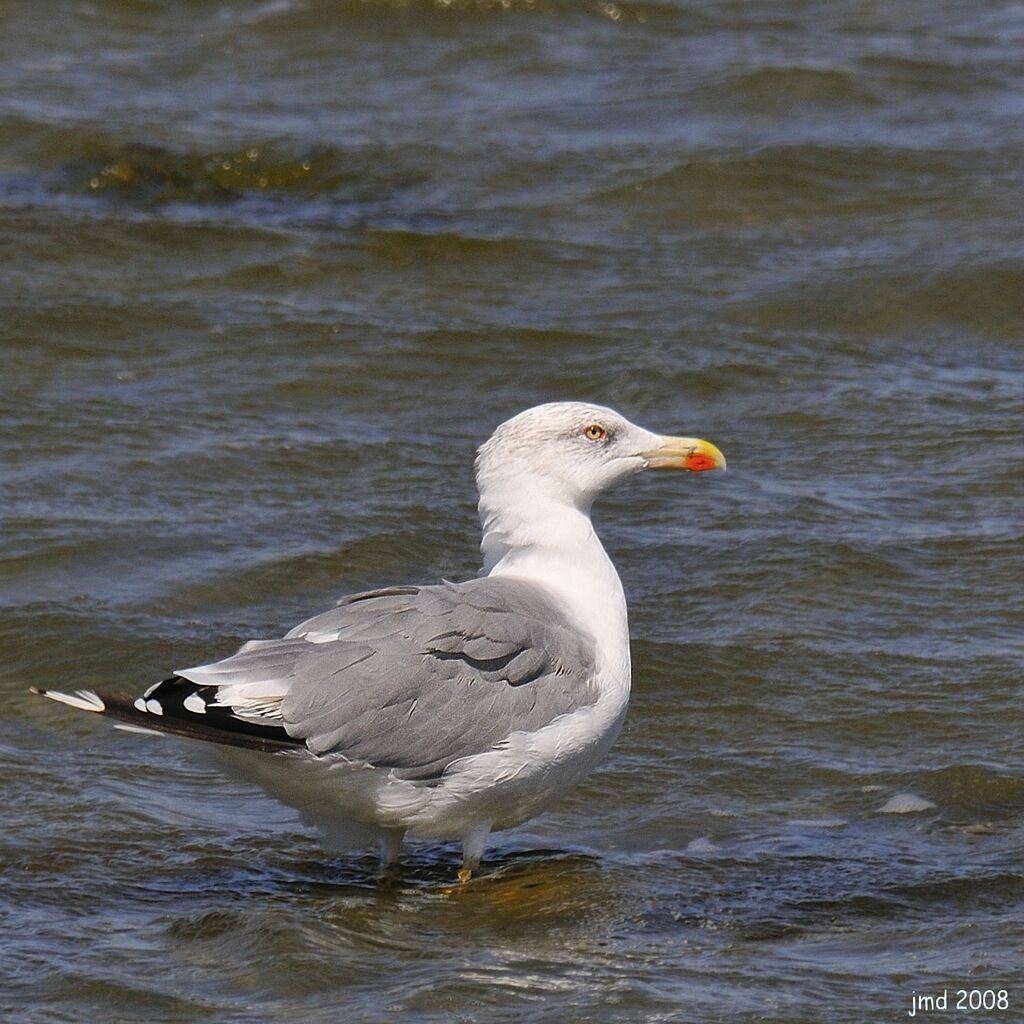 Goéland leucophée