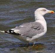 Yellow-legged Gull