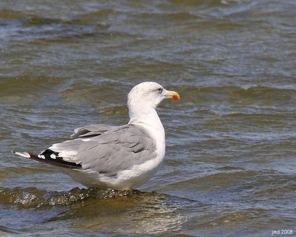 Yellow-legged Gulladult